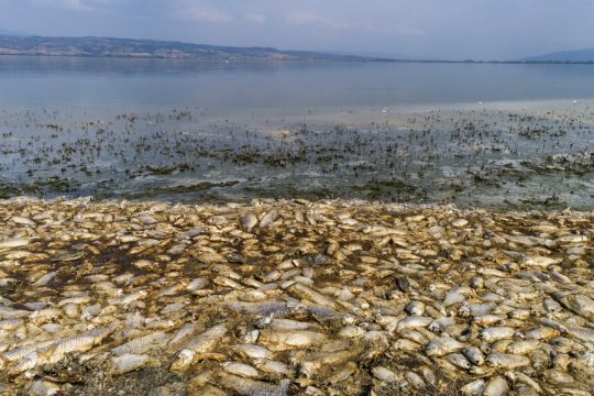 limni koronia nekra psaria